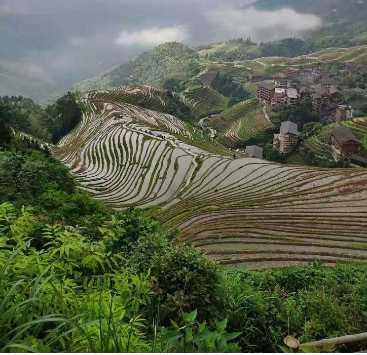 Longji Rice Terrace
