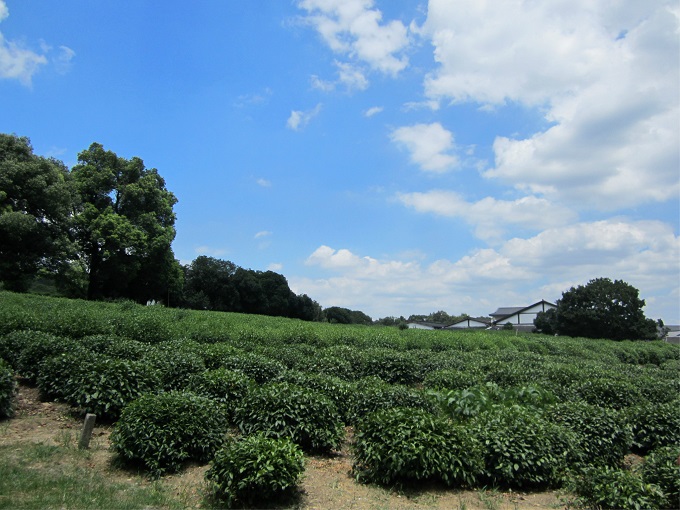 hangzhou meijiawu tea plantation
